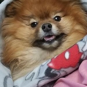 Meet your Posher, Donna